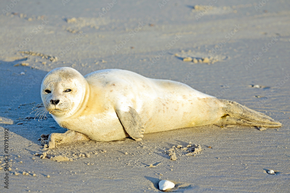 Naklejka premium Baby Grey Seal (Halichoerus grypus) relaxing on the beach