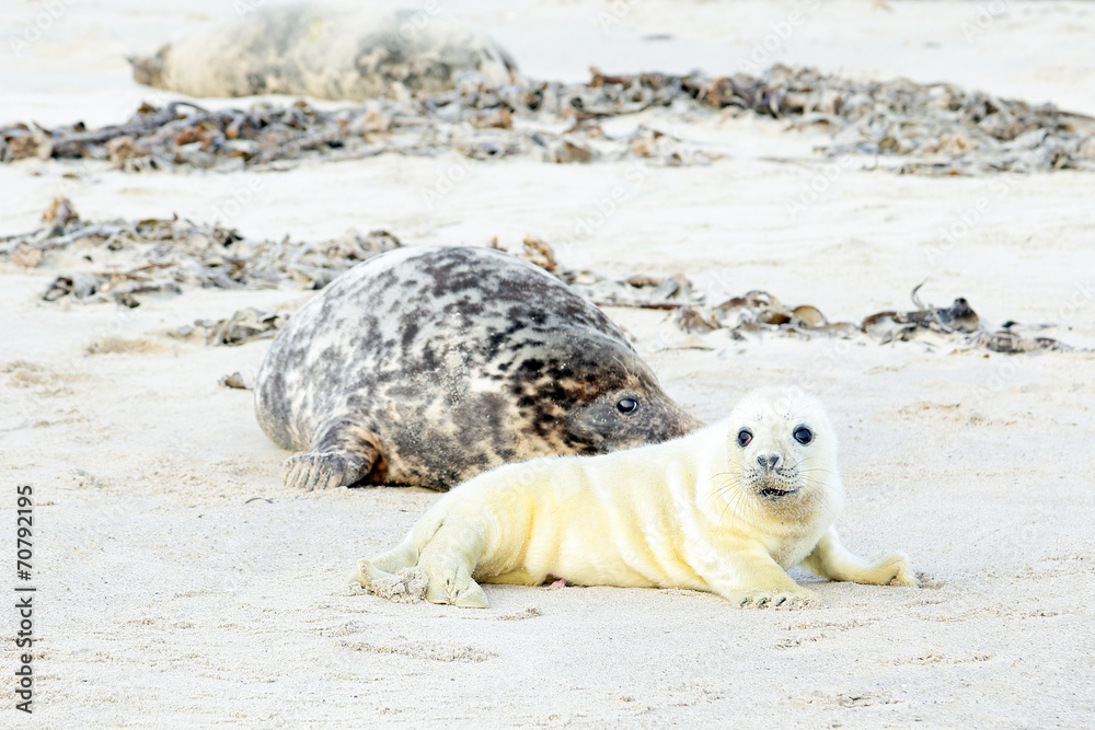 Fototapeta premium Mother and baby seal on the beach
