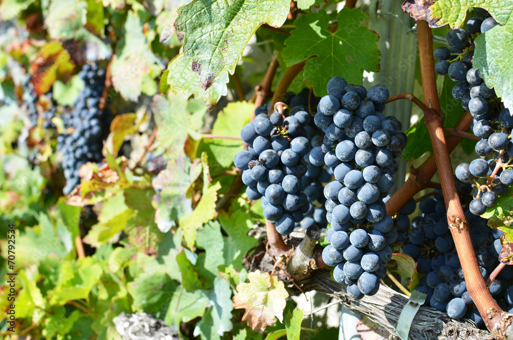 Grapes in Lavaux region, Switzerland