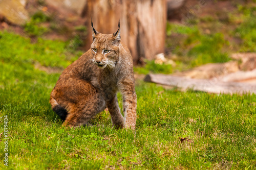 Luchs © jarek106