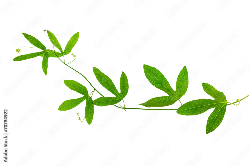 closeup of green passionflower branch with tendrils is isolated closeup of green passionflower branch with tendrils is isolated