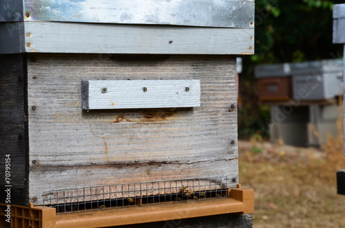 Ruche avec ces abeilles