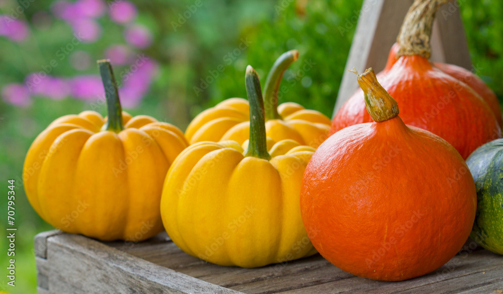 pumpkins pumpkins