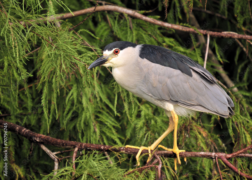 Black Crown Night Heron Black Crown Night Heron