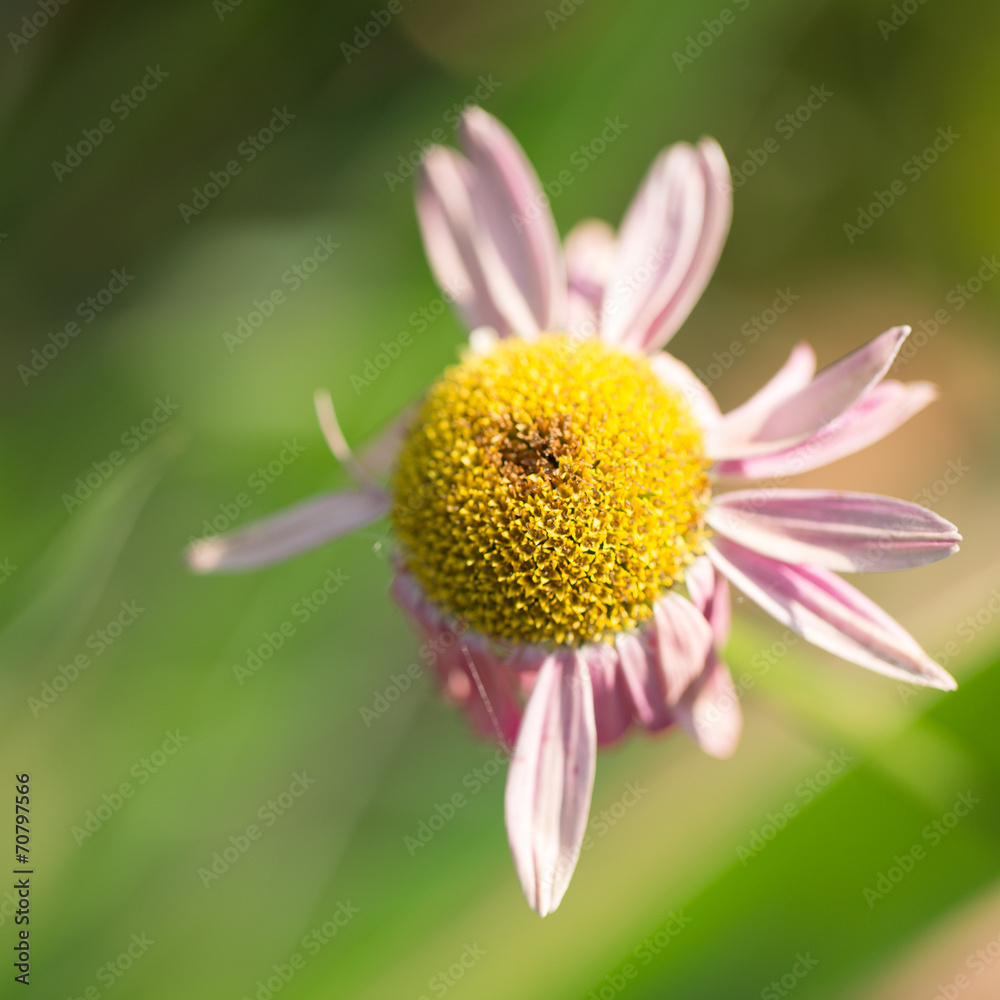 Obraz premium Flowers for your design