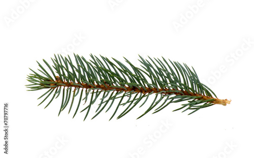 Spruce twig.