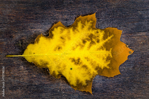 yellow oak leaf on wooden background photo