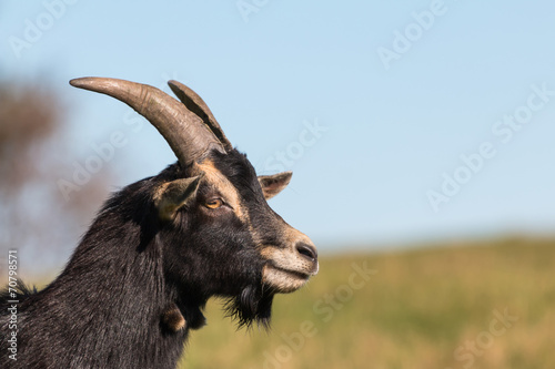 profil de chèvre