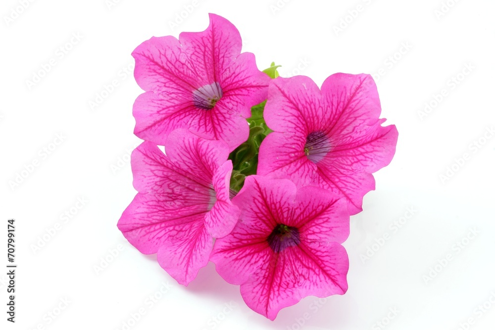 petunia petunia