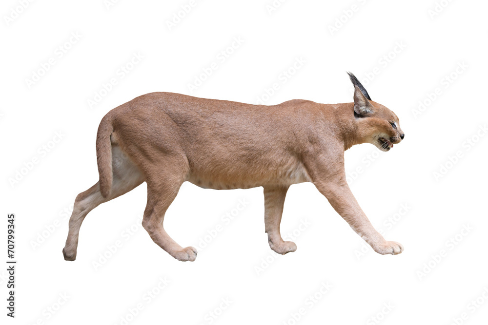 Fototapeta premium caracal isolatated