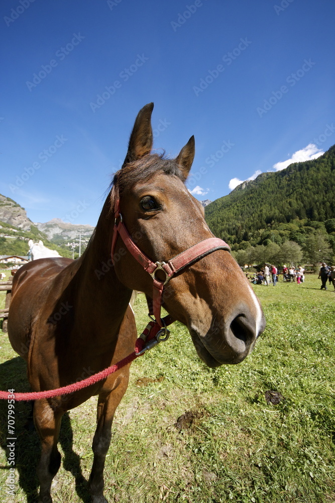 Obraz premium Cavallo