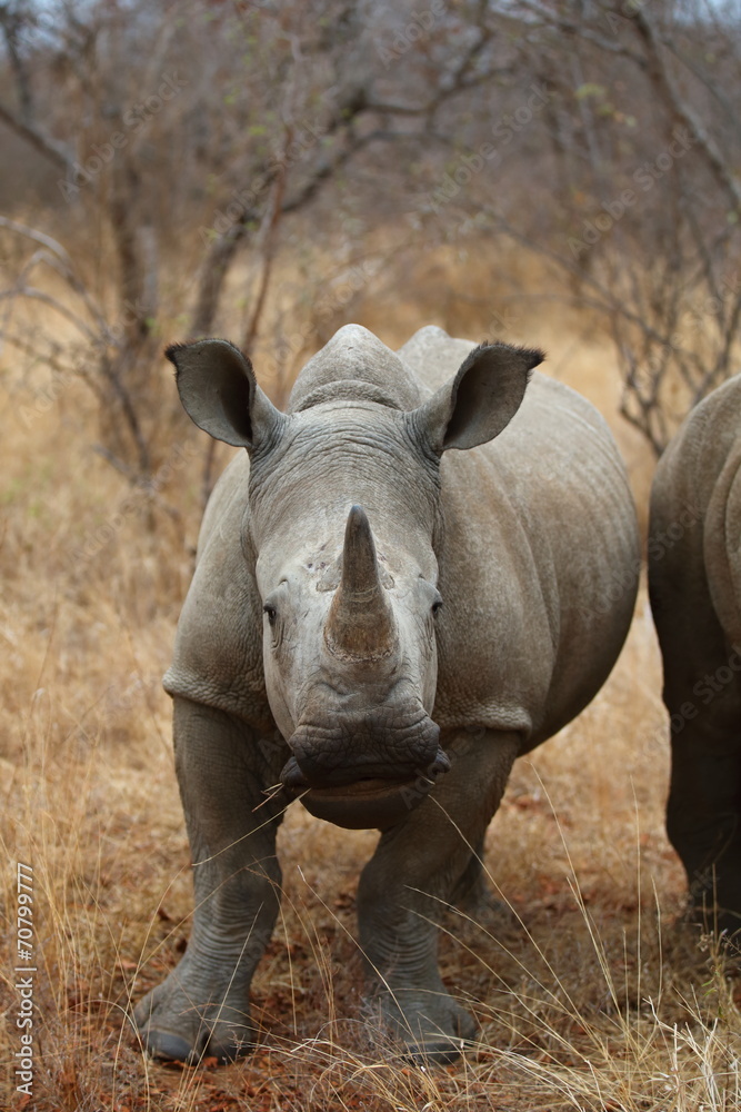 Fototapeta premium White Rhinoceros