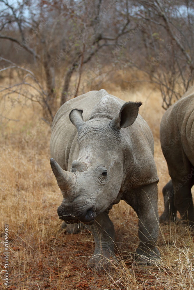 Obraz premium White Rhinoceros