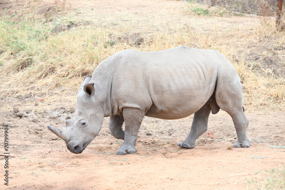 Fototapeta premium White Rhinoceros