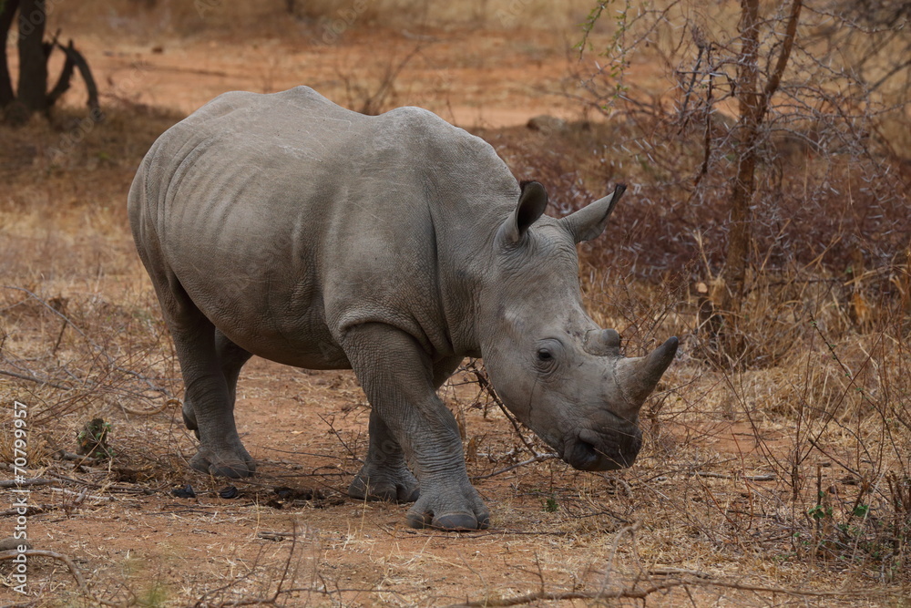 Obraz premium White Rhinoceros
