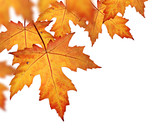 Orange fall leaves border, isolated on a white background