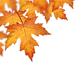 Orange fall leaves border, isolated on a white background