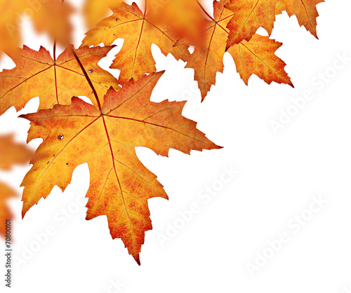 Orange fall leaves border, isolated on a white background