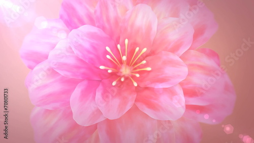 blooming pink flower from top view