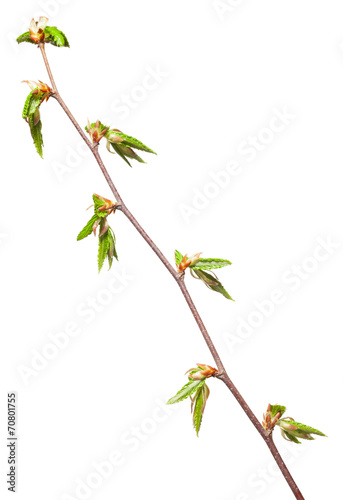 Fresh foliage in spring