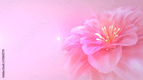 blooming pink flower
