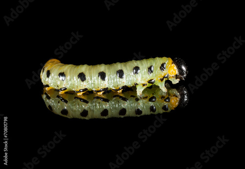 Yellow caterpillar isolated on black