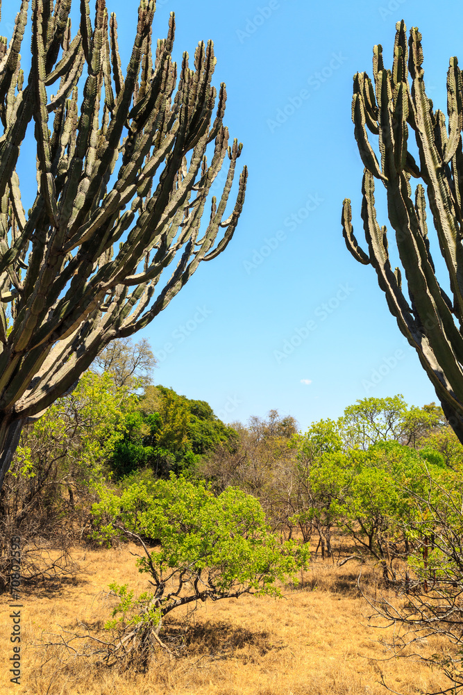 Landscape of African bush in summer