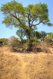 Landscape of African grassland with cactus trees