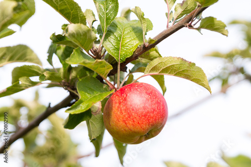 Apple at Tree in Sunlight