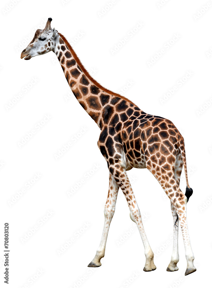 Portrait of a giraffe isolated on white background