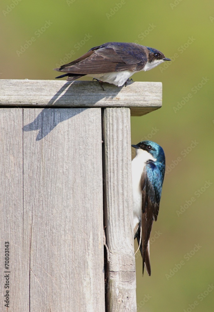 Fototapeta premium Pair of Tree Swallows on a bird house