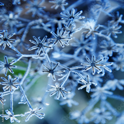 frozen plant © Vera Kuttelvaserova