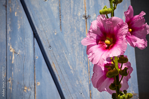 Beautiful pink hollyhock flower against blue wooden planks backg