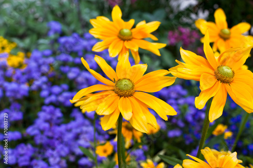 Beautiful flowerbed with yellow and blue flowers