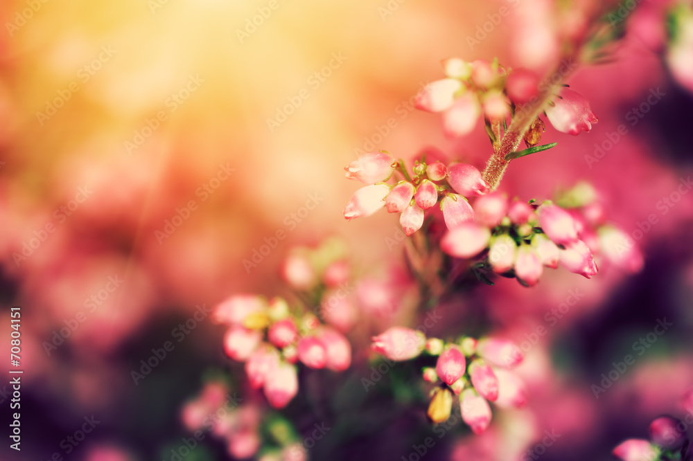 Heather flowers on a fall, autumn meadow in shining settng sun