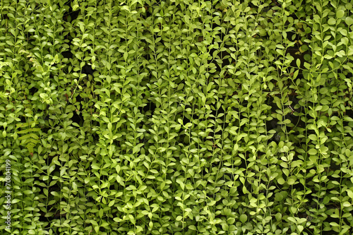 plant wall, green background.