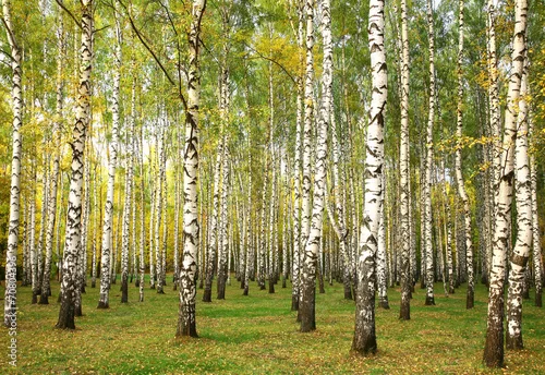Fototapeta samoprzylepna Wieczór jesieni brzozy las w świetle słonecznym
