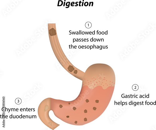 Digestion photo