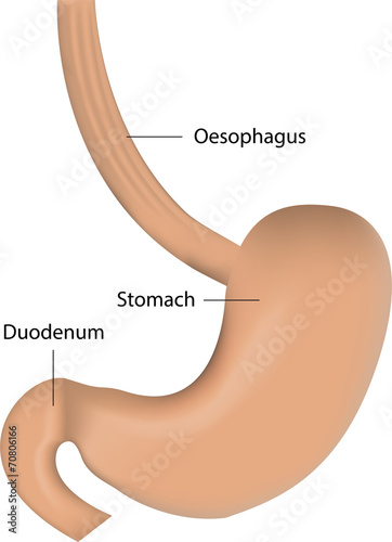 Stomach and Oesophagus Labeled Diagram