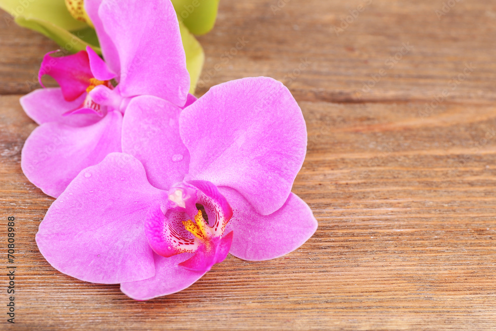 Pink tropical orchid flowers on wooden background Pink tropical orchid flowers on wooden background