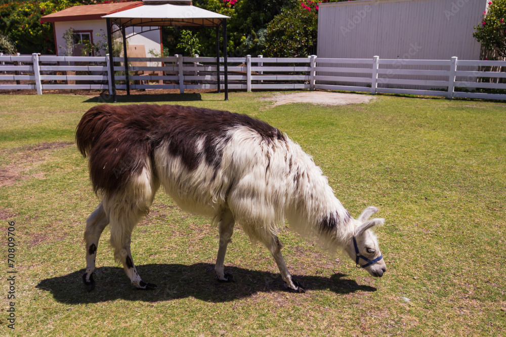 Obraz premium Llama eating