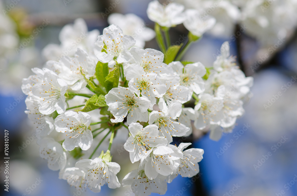 Cherry flowers Cherry flowers