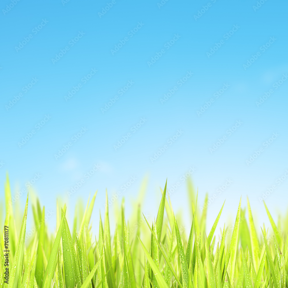 Green grass and blue sky Green grass and blue sky