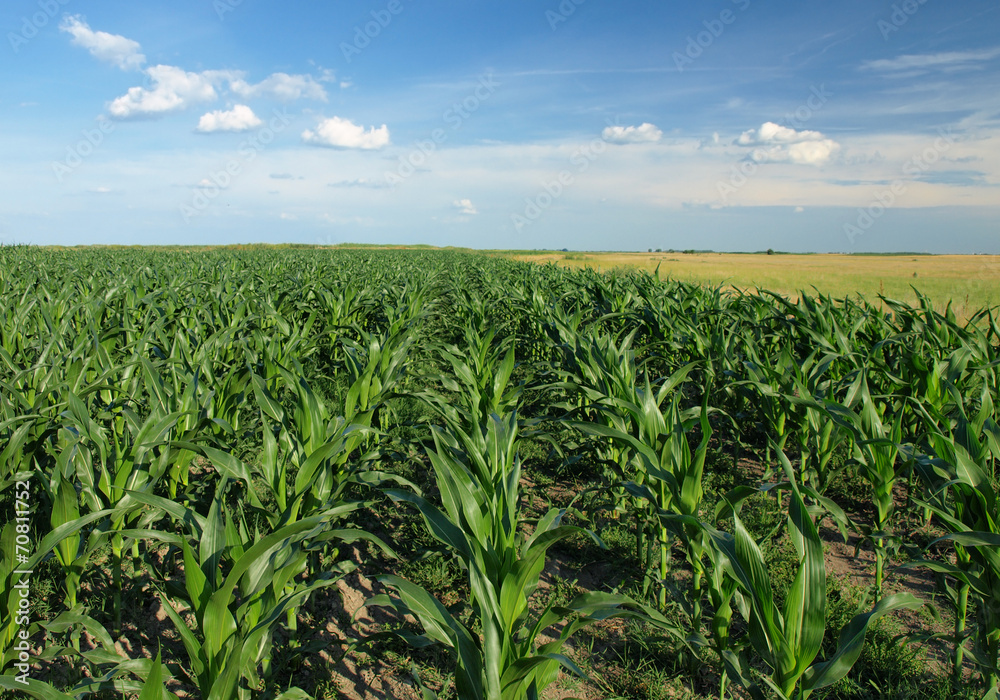 Green Corn field Green Corn field