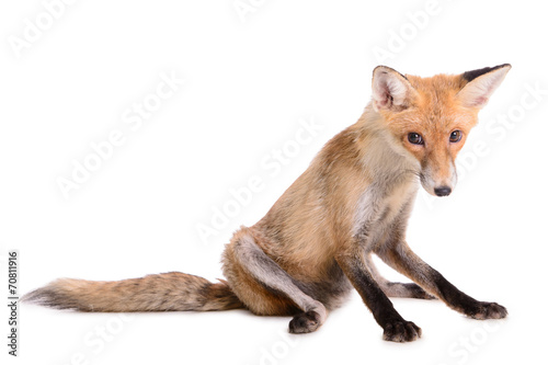 Fotografie red fox isolated