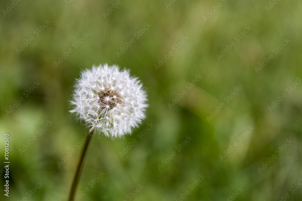 dandelion