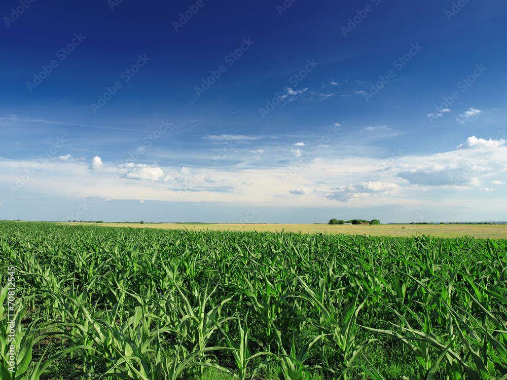 Green Corn field Green Corn field