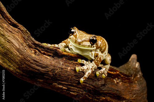 Mission golden-eyed tree frog or Amazon milk frog(Trachycephalus resinifictrix) photo