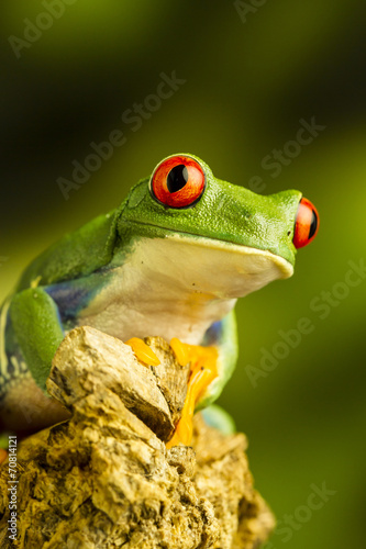 Red-eyed Green Tree Frog (Agalychnis callidryas)