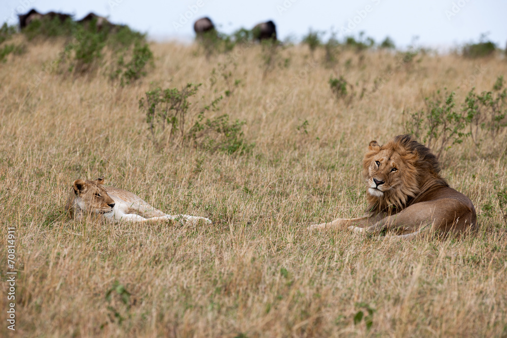 lion lion